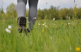 Image of legs walking through grass