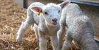 Lambs at the Cotswold Farm Park