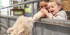 Young boy bottle feeding lamb