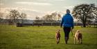 Dogs at Cotswold Farm Park