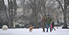 Dog walkers in the snow