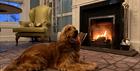 Dog in front of fireplace