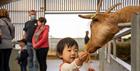 Child feeding the animals