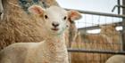 Lamb