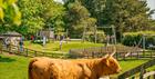 Cow in front of the play area