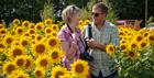 couple-sunflower-field