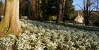 Colesbourne Park Snowdrops