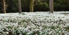 Colesbourne Park - Sea of Snowdrops
