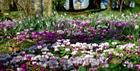 Colesbourne Park - Snowdrops & Cyclamen