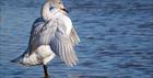 Slimbridge