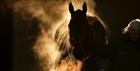 Horse silhouette