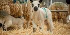 Lambs at Cotswold Farm Park