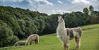 Briery Hill Llamas