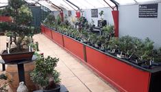 Bonsai World of Cheltenham