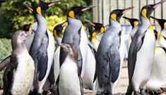 Penguins at Birdland Park and Gardens