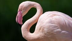 Slimbridge