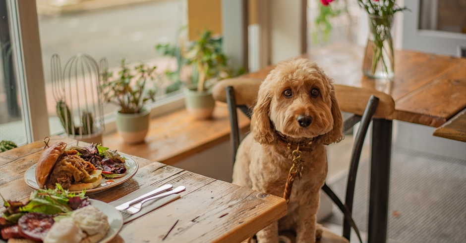 Dog Friendly Places to Eat Cheltenham