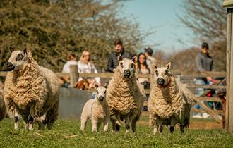 Easter at Cotswold Farm Park