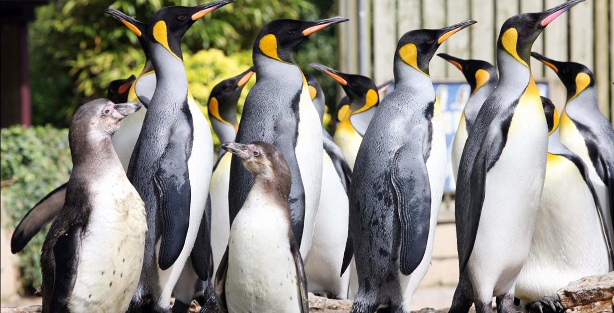 Penguins at Birdland Park and Gardens