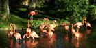 Flamingos at Birdland Park and Gardens