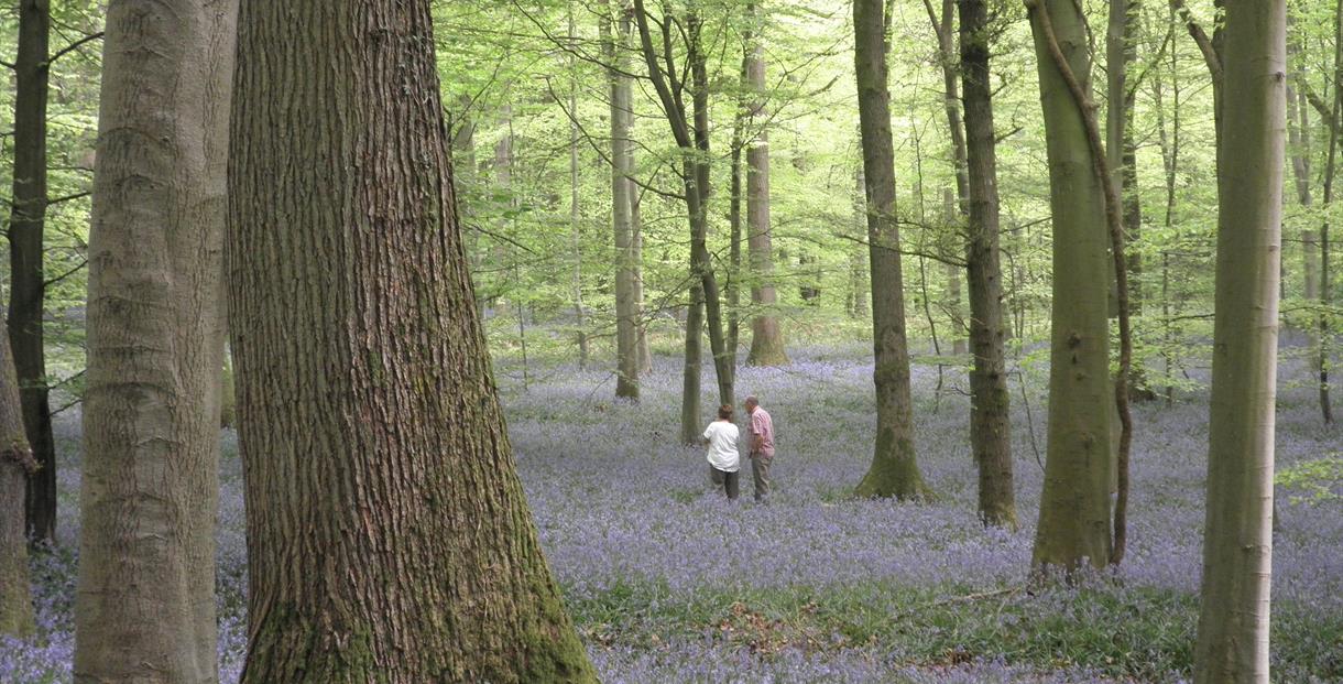 Bluebell Wood