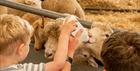 Young boy bottle feeding lamb