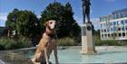 A dog by the Gustav Holst statue in Cheltenham