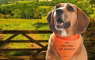 Image of a dog in the countryside wearing a bandana with text "I'm Strutting For Maggie's"