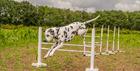 Dalmatian jumping hurdles