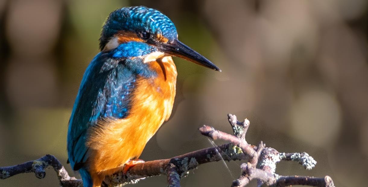 Kingfisher Trail - Cotswolds 2021