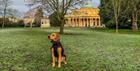 Dog in front of Pittville Pump Room