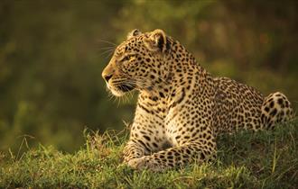A cheetah relaxing