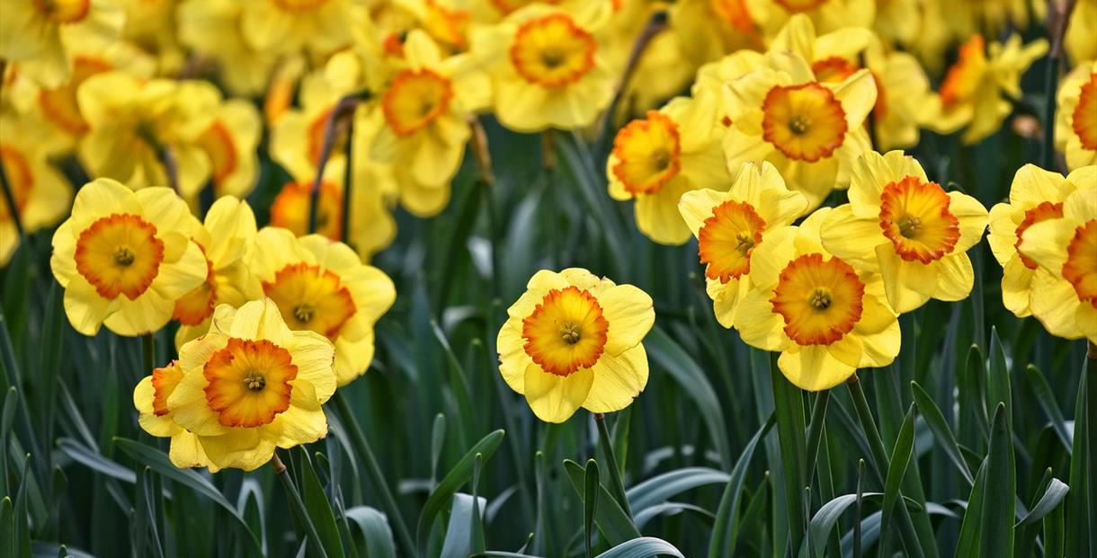 Cheltenham Horticultural Society Spring Show