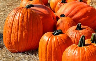 Halloween Farm Trail & PYO Pumpkin