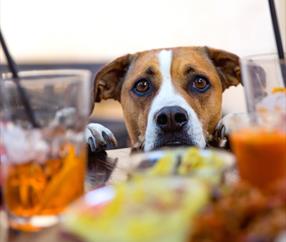 Dog Friendly Pubs in Cheshire