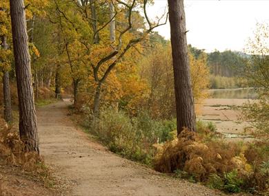 Explore Delamere Forest, Cheshire's largest area of woodland