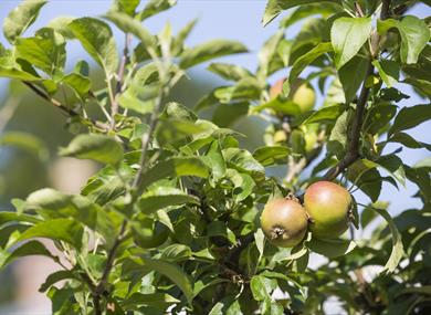 Apple grafting,workshop,Quarry Bank,National Trust