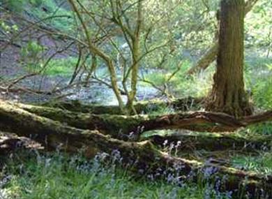 woodland scene with bluebells and trees