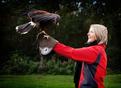 Enjoy a Meet the Birds experience at Cheshire Falconry