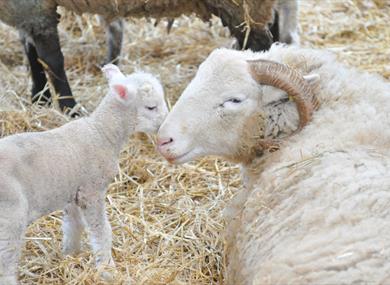 Lambing Week at the Farm