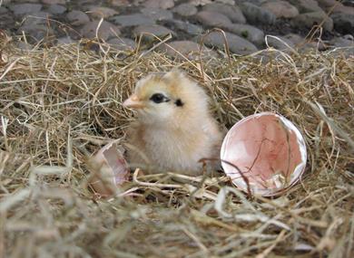 Hatched chick - Tatton Park