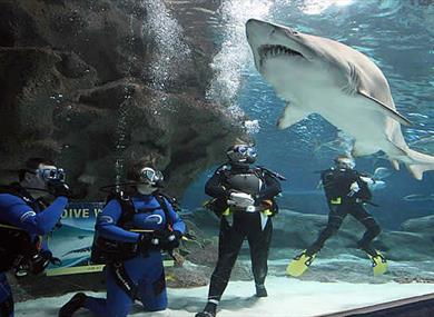 Shark Dives at Blue Planet Aquarium
