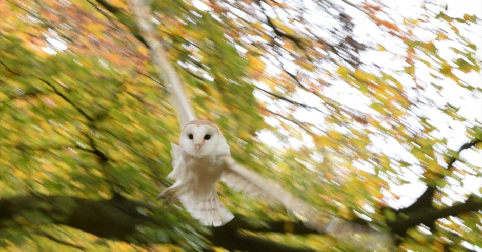 Barn owl walks at Quarry Bank Visit Cheshire