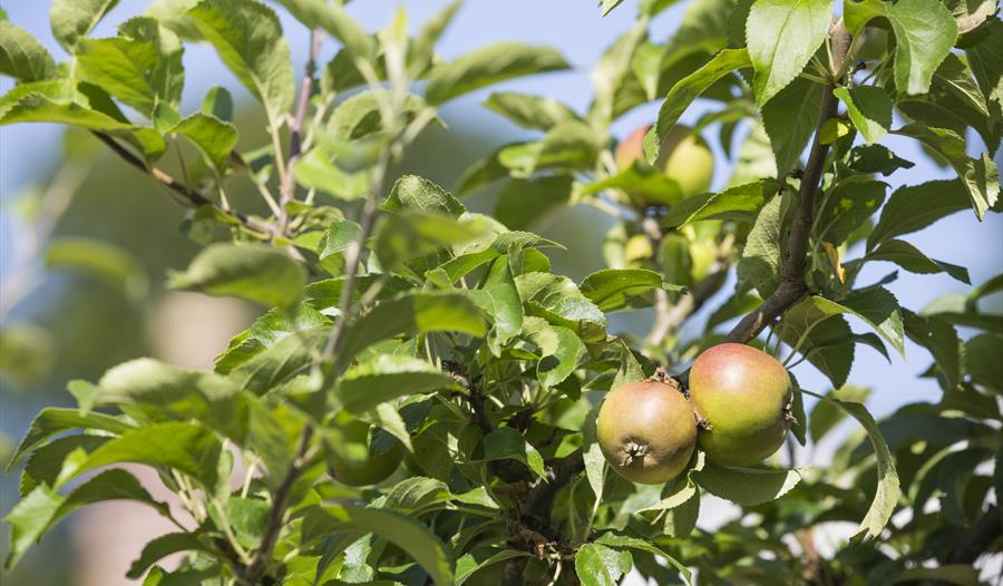 Apple grafting,workshop,Quarry Bank,National Trust