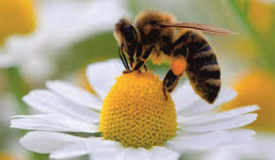 bee workshop,school summer holiday fun,family activities,catalyst science and discovery centre