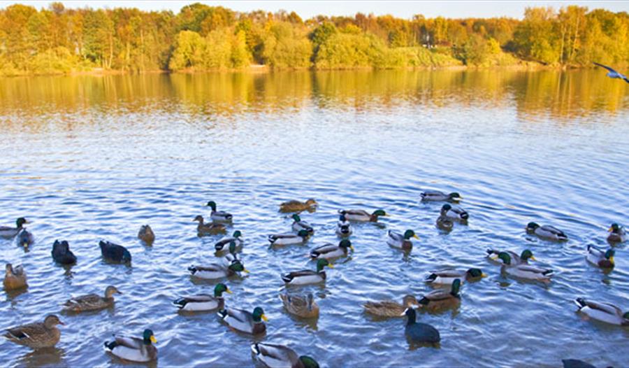 Brereton Heath Local Nature Reserve Visit Cheshire