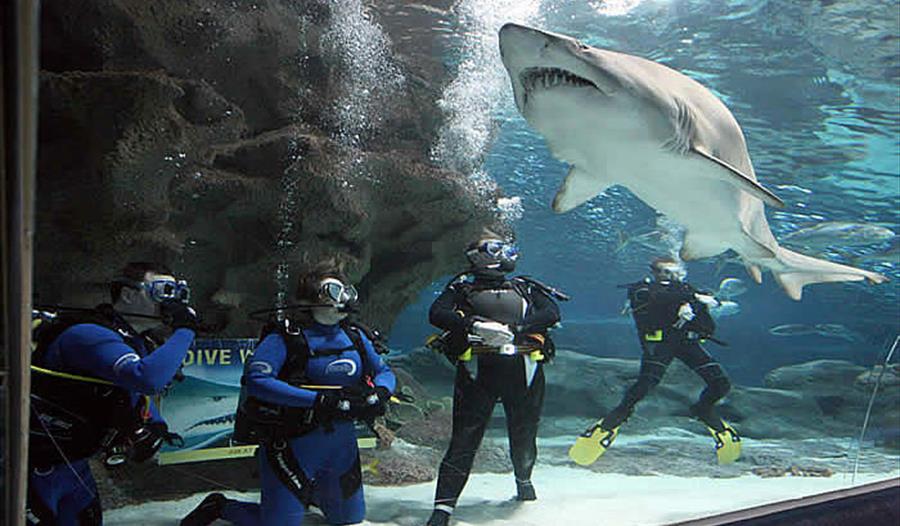 Shark Dives at Blue Planet Aquarium - Visit Cheshire