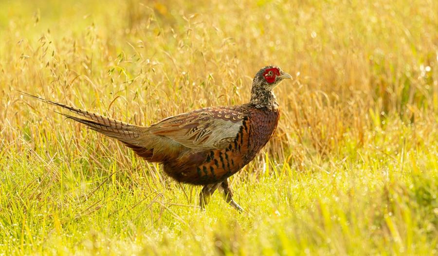 Christmas Game Masterclass,Hawarden Estate