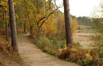 Explore Delamere Forest, Cheshire's largest area of woodland