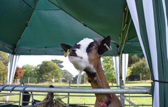 Mini Farm,Blakemere Village,family fun,farm animals